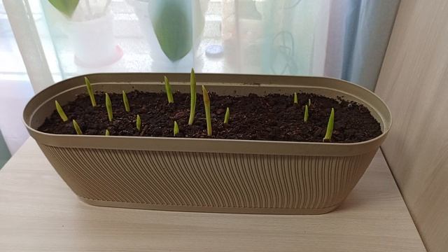 Выращивание тюльпанов на окне.