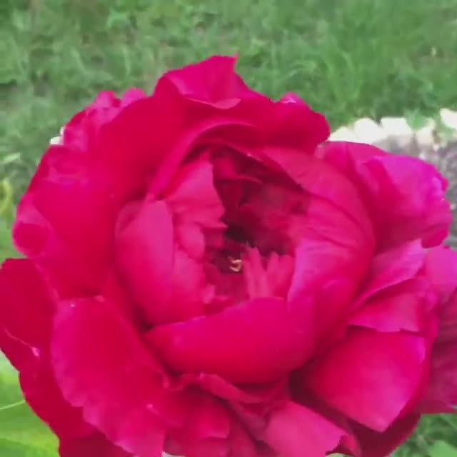 Пион Генри Бокстос (Paeonia Henry)