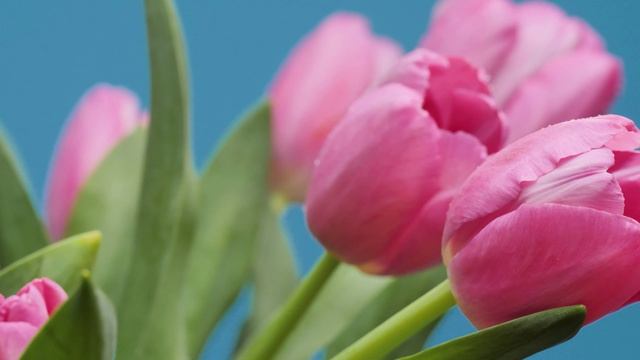 mixkit-tulips-in-a-close-up-shot-40279-full-hd