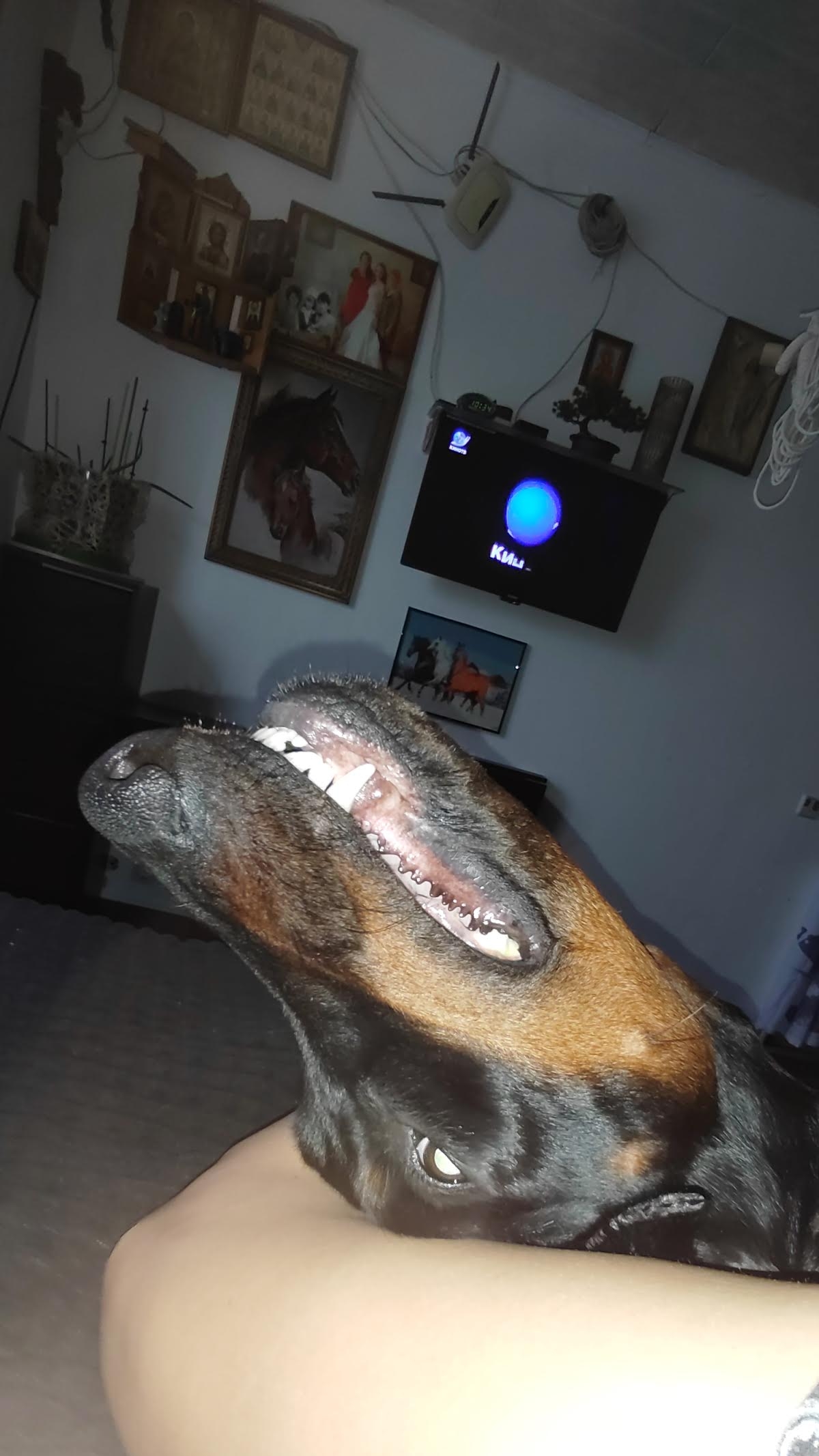 Хотите узнать как мы появились в одной семье?