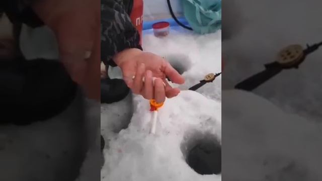 Обычная зимняя рыбалка в глухозимье. Всё по простому. Клёв есть.. 🎣🦈☃️