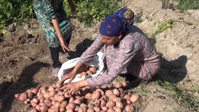 ҲОСИЛИ БАЛАНДИ КАРТОШКА | ВЫСОКАЯ УРОЖАЙНОСТЬ КАРТОФЕЛЯ