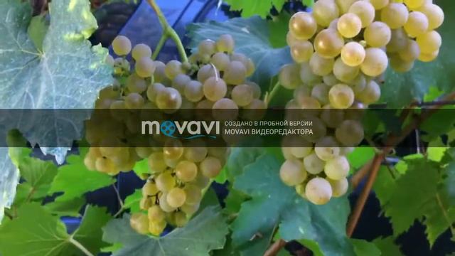 Оницканский белый винный сорт винограда