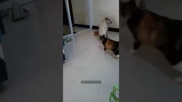 Бесстрашные коты.