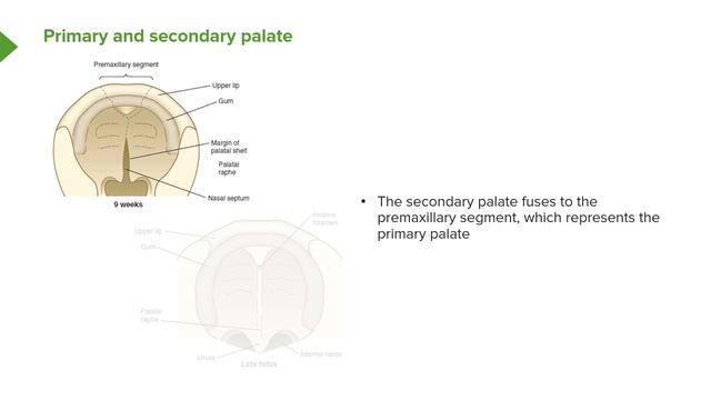 05. Primary and Secondary Palate Development