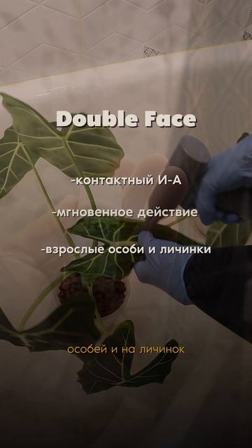 если на растении КЛЕЩ… #гнилостныйклещ #средствапротивклещей#алоказия