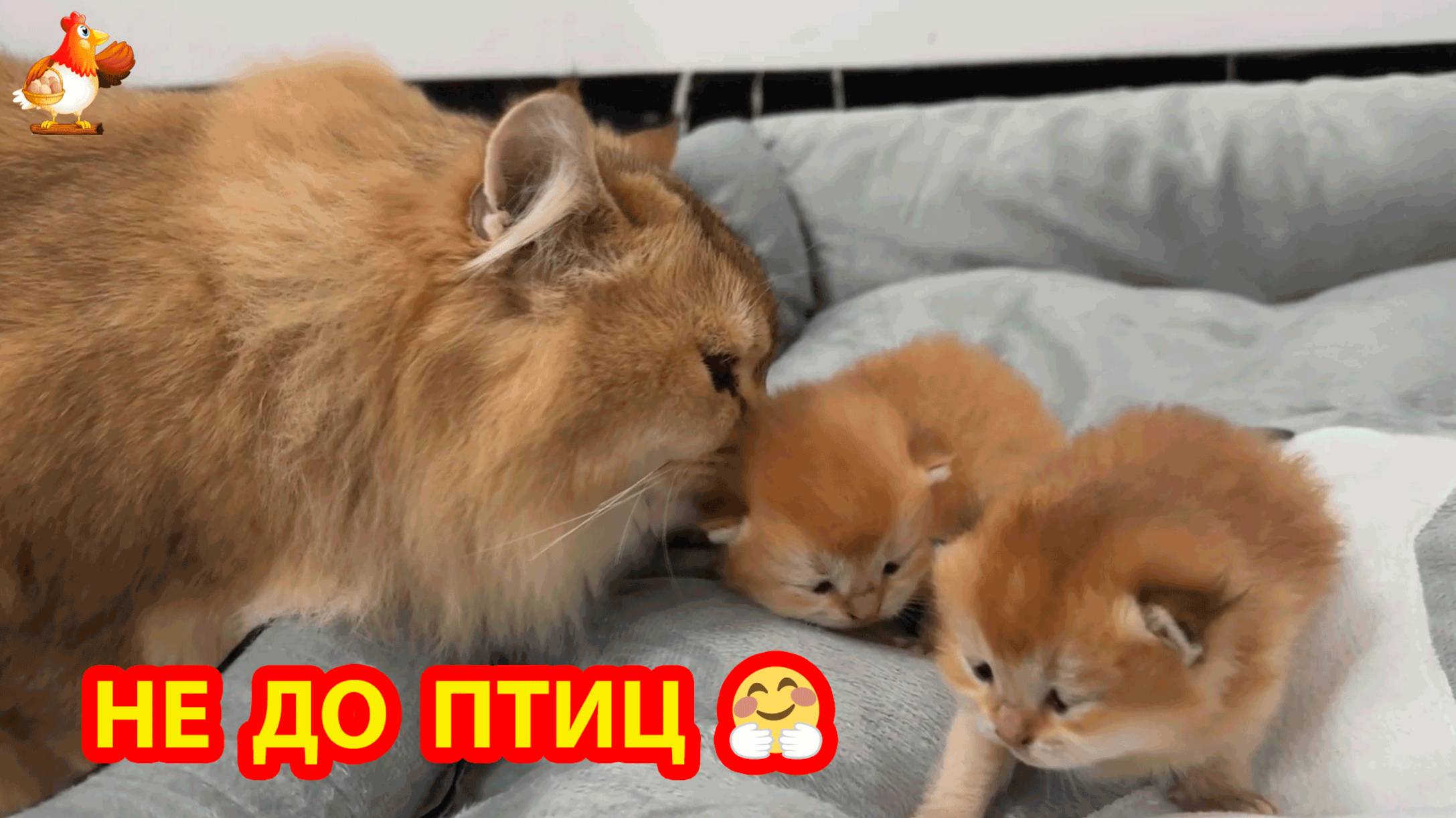 Котята открывают глазки и Кошкам пока не до птиц ❣️🤗🥰