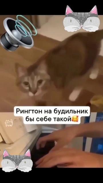 Кот солист