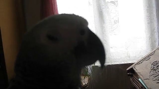 Попугай Форсик поет под гитару (parrot Forsik & guitar)