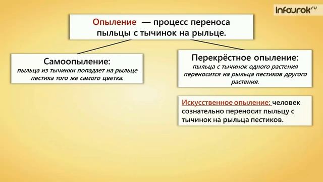 Покрытосеменные