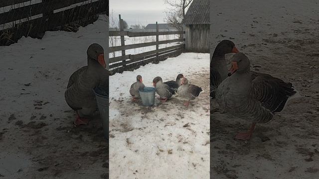 Гуси 🪿 получают водные процедуры при -9°❄
