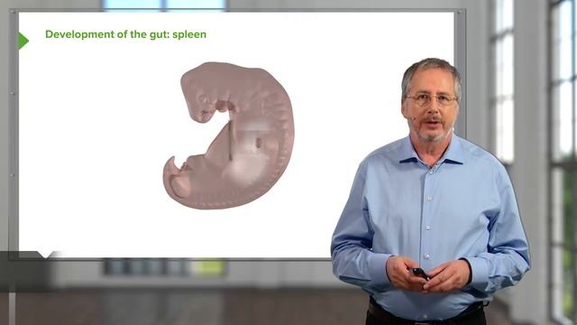 08. Gut Development Liver, Gall Bladder and Pancreas