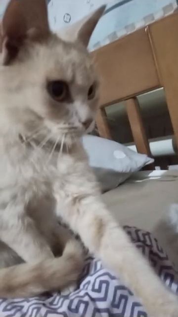 Дочка смешно озвучила кошку !