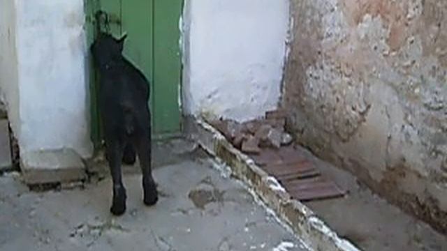 Роман-Кош Ай-Петри в гостях 2005г