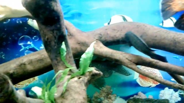 аквариум с цихлидами 240 литров.