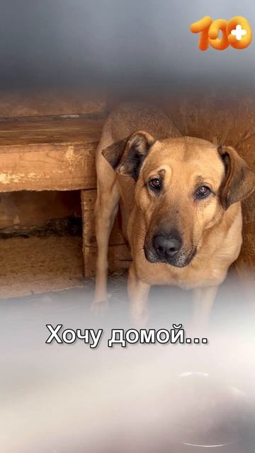 Хочу домой