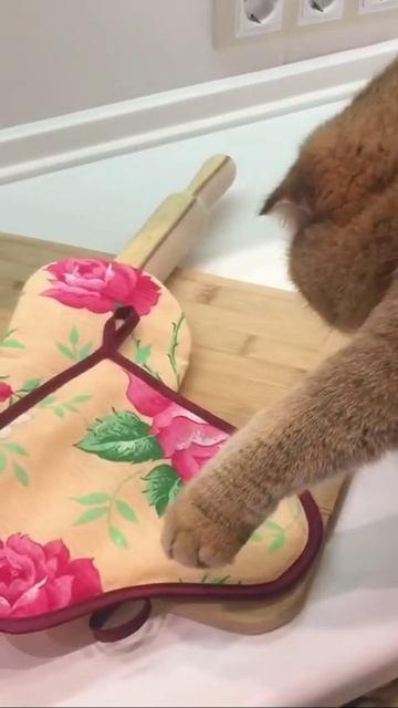 Мы в ВК https://vk.com/life_of_cats