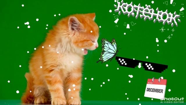 котёнок