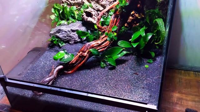 Exo Terra - Dartfrog Vivarium 2.0