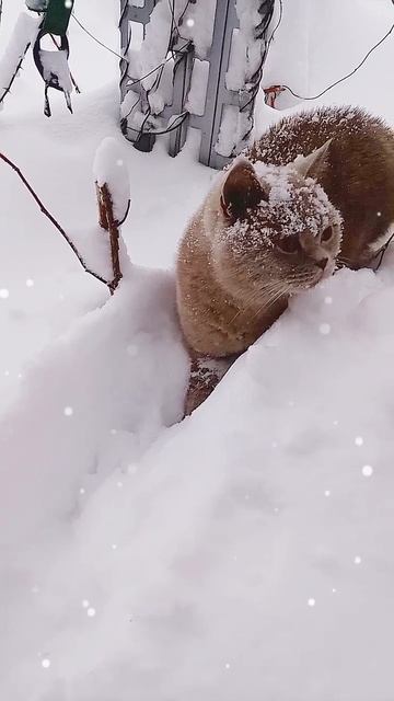 зимой на даче
