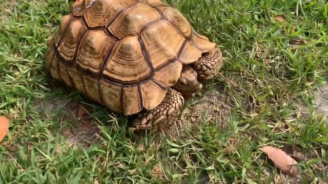 Sold  Zona 17.5 Inch Female Sulcata Tortoise 30 Lbs 18 years old Looking for new home