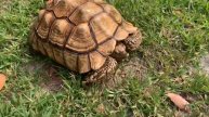 Sold Zona 17.5 Inch Female Sulcata Tortoise 30 Lbs 18 years old Looking for new home