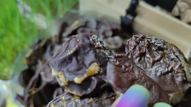 СУШЕНЫЕ ПОЧКИ КРОЛИКА | ПОЛЕЗНОЕ ЛАКОМСТВО ДЛЯ СОБАК