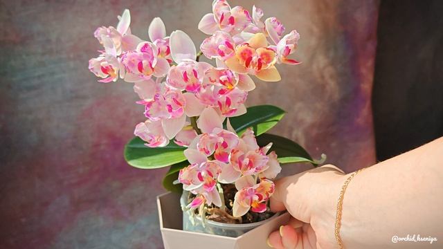 Phal. Pixi Rose 🌸 Нежная мультифлора бабочка Пикси Роз от садовника SonYa | Обзор сорта орхидеи