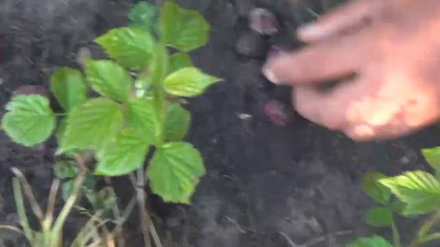 Малина Пересвет