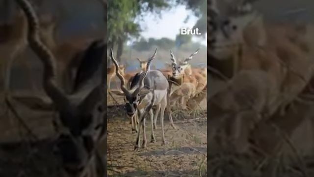 Рога и копыта.