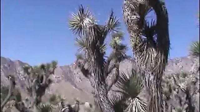США. Дерево Джошуа. Joshua Tree