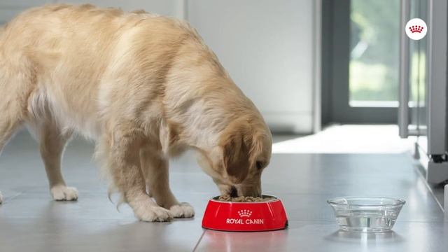 ROYAL CANIN® Light Weight Care: It’s time to lighten your dog's load