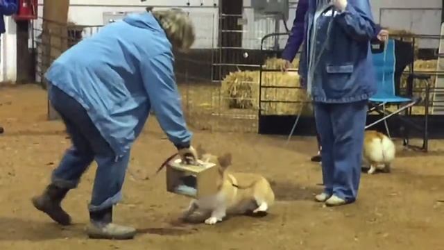 Intro to Barn Hunt - Brodie meets the rats!