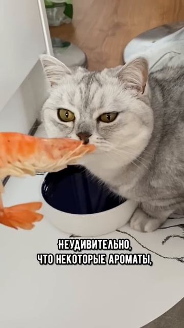 Эти вещи кошки ненавидят больше всего