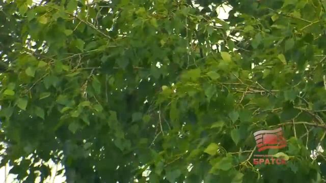Сегодня в нескольких жилых районах Братска наблюдалась пелена тумана  Из за чего