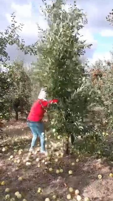 Я твою яблоню шатал