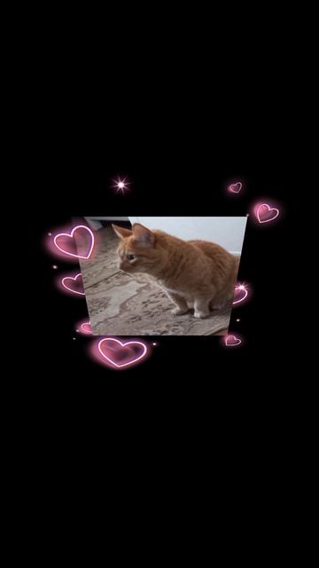 °•Эдит моему четвёртому коту•°!Читайте описание!