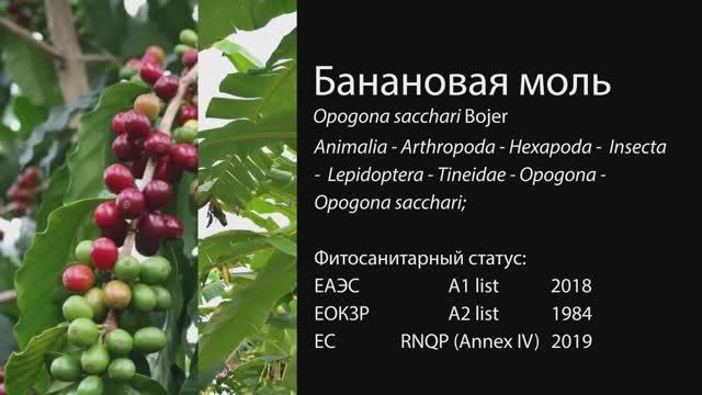 Банановая моль