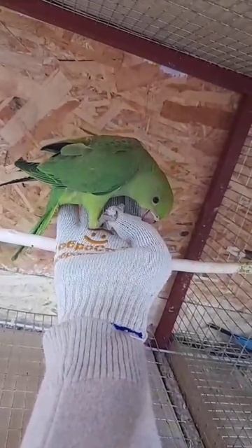 Наши вольерные ожереловые попугаи приручаются на ура #shortvideo #зоомагазин #попугай #shortsvideo