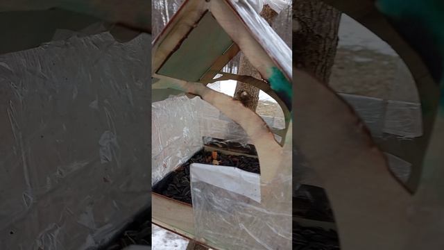 Насыпала в кормушки у парка семечки, кедровые орешки и положила грецкие орехи