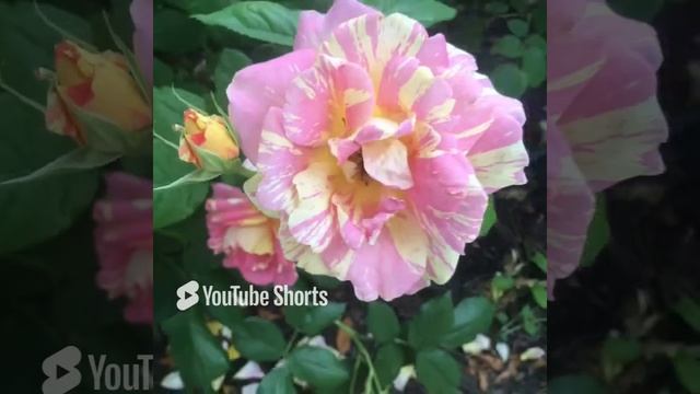 Rose des Cisterciens . Сезон 2023г