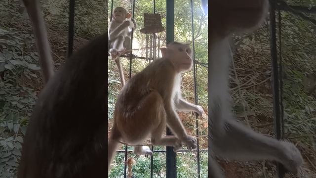 Дикая жизнь обезьян среди людей