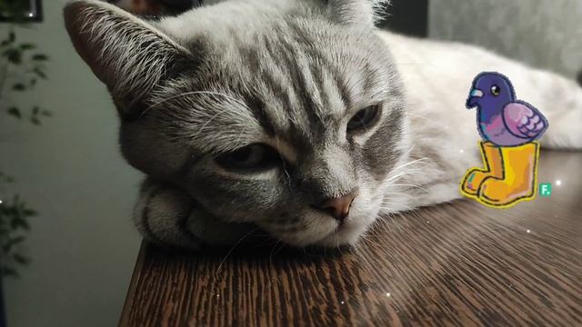 У моей Сони сегодня трагедия! Птички за окном не давали ей покоя,но поймать их нельзя!