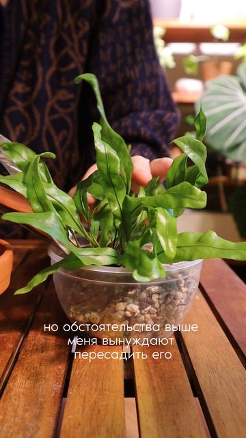 Микросорум Неизвестный
