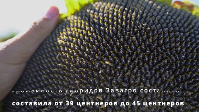 Татарстан- исследования гибридов подсолнечника