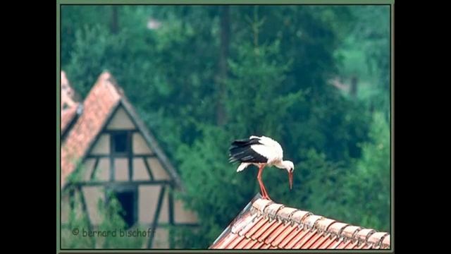 Les sigones de l'Alsace