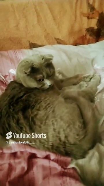//(YT: 1 апреля, 2023 г.) Это видео длится 3 секунды, можешь листать.