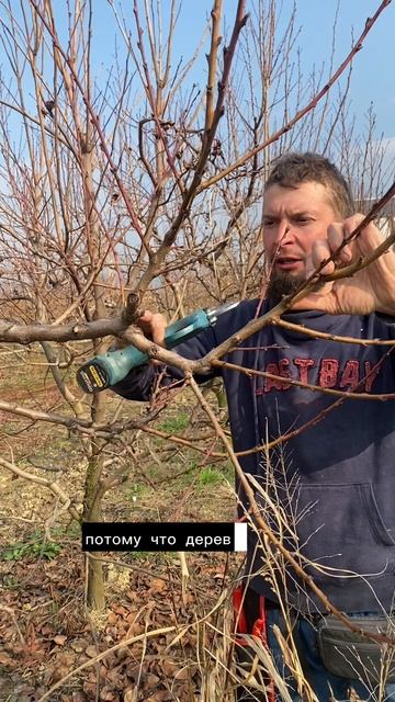 УБИРАЕМ КОНКУРЕНТОВ НА ПЛОДОВЫХ ДЕРЕВЬЯХ В САДУ