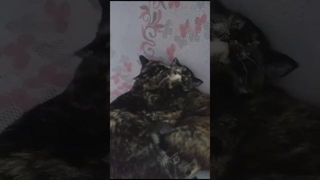 Милые котята - сестрички #котята #милота #пушистыекотики