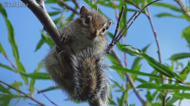 Корякское нагорье - видеоролик.